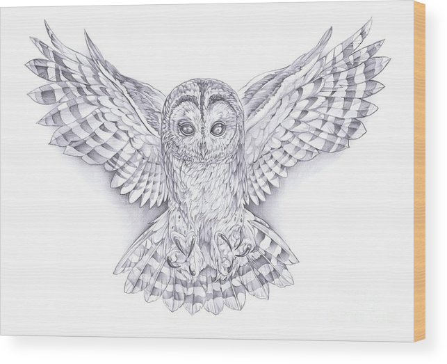 643x523 Great Owl Wood Print - Owl Wings Drawing
