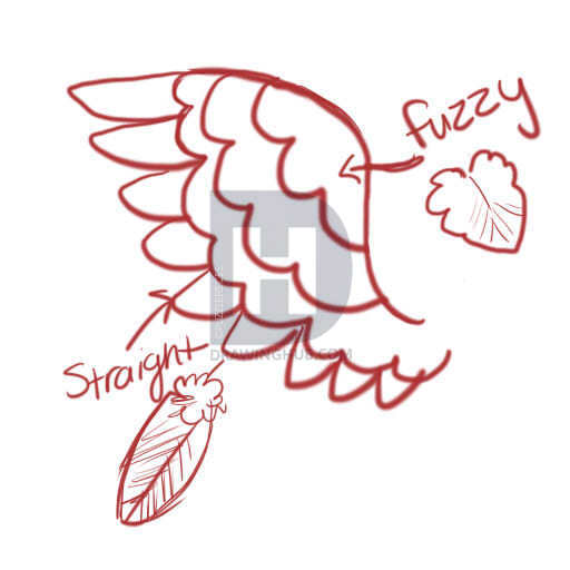 512x512 How To Draw Owls, Step - Owl Wings Drawing