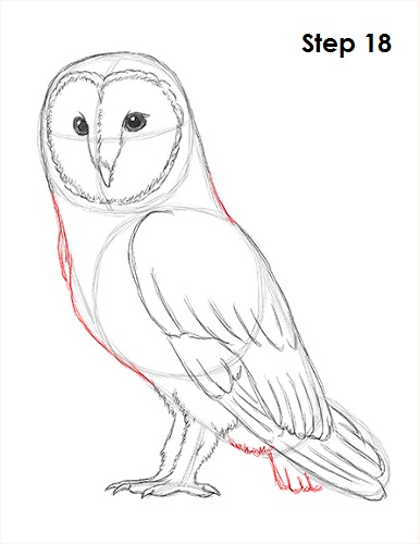386x500 How To Draw A Barn Owl - Owl Wings Drawing