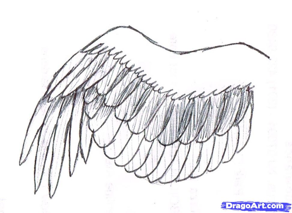 973x709 how to draw a simple bird wing, step - Owl Wings Drawing