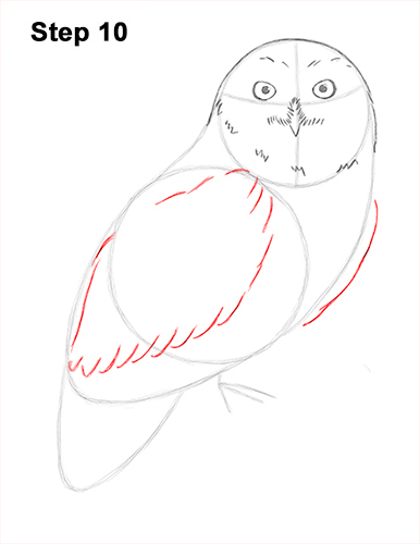 386x500 How To Draw A Snowy Owl - Owl Wings Drawing
