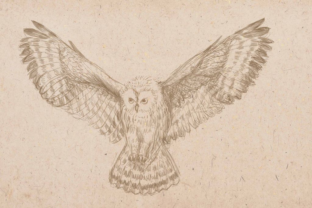 1024x683 How To Draw An Owl - Owl Wings Drawing