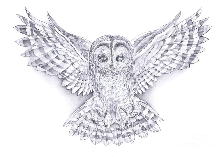 900x631 wings drawing owl for free download - Owl Wings Drawing