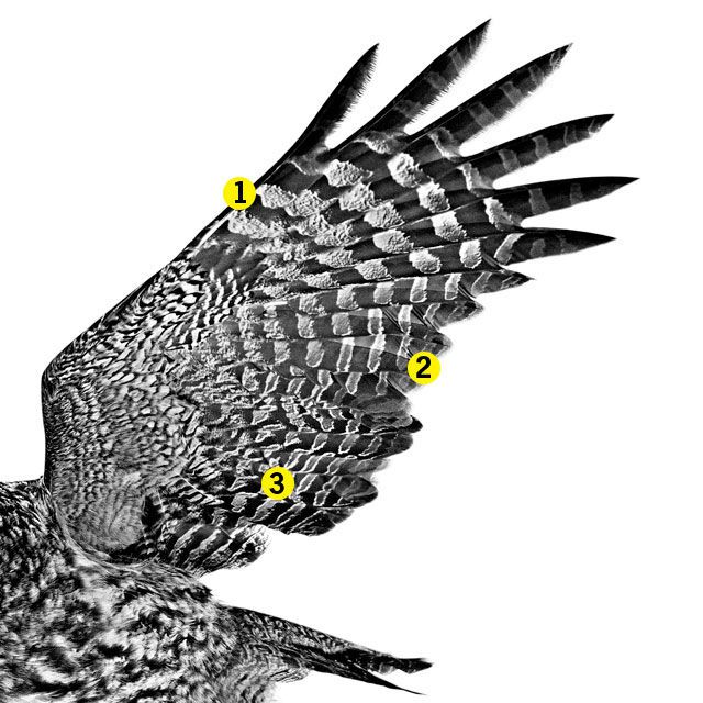 640x640 owl wings hold the secrets for noise canceling tech - Owl Wings Drawing