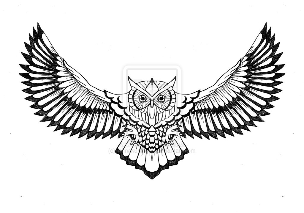 1024x716 owl wings spread drawing - Owl Wings Drawing