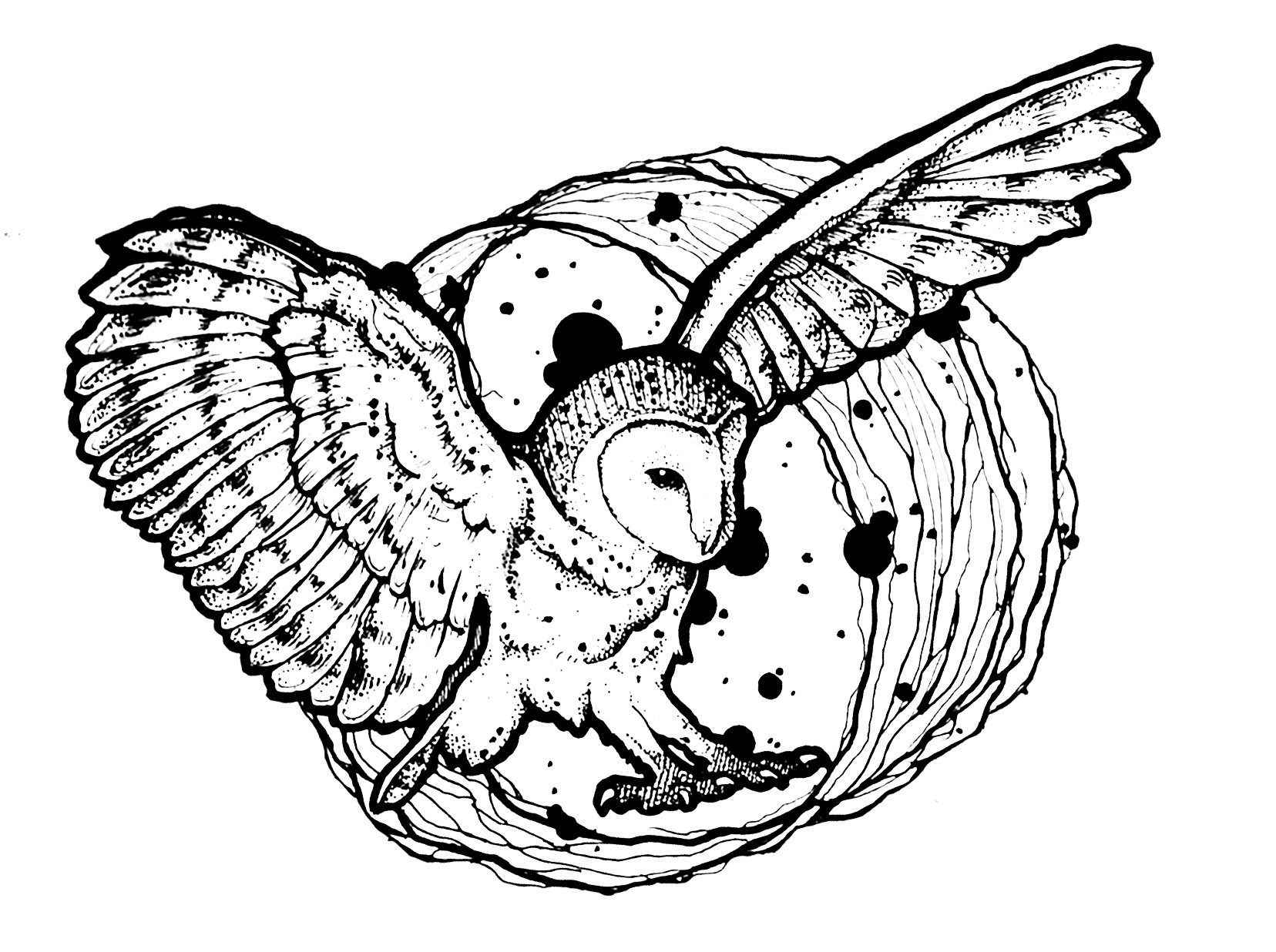 1656x1236 Owl Wings Deployed - Owl Wings Drawing