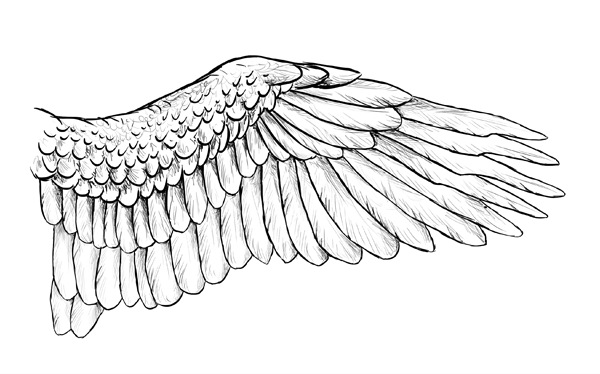 600x374 taking flight a beginner's guide into drawing wings - Owl Wings Drawing