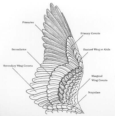 402x406 owl wing anatomy - Owl Wings Drawing