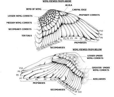 400x341 owl wing diagram - Owl Wings Drawing
