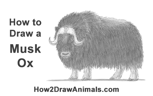 500x315 How To Draw A Musk Ox - Ox Drawing