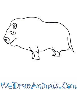 300x350 How To Draw A Musk Ox - Ox Drawing