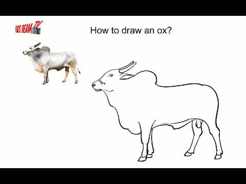 480x360 How To Draw An Ox - Ox Drawing