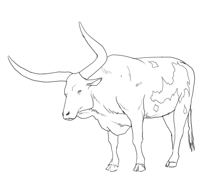 700x613 How To Draw Big Horns Ox - Ox Drawing