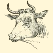 187x185 Ox Drawing - Ox Drawing