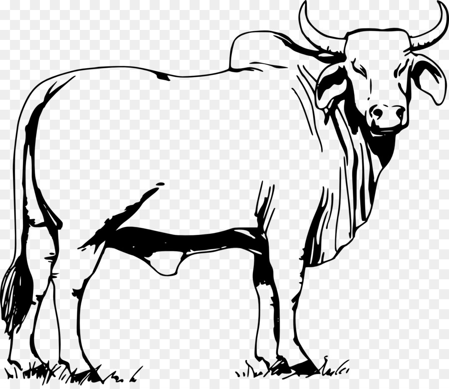 900x780 Ox Drawing Free Download - Ox Drawing
