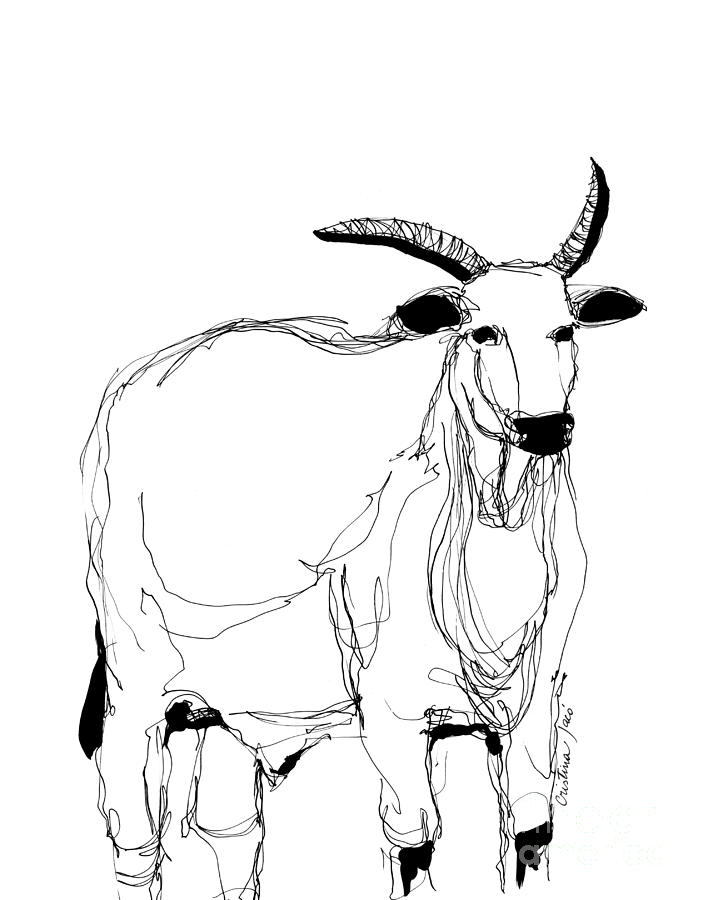 703x900 White Ox Drawing - Ox Drawing
