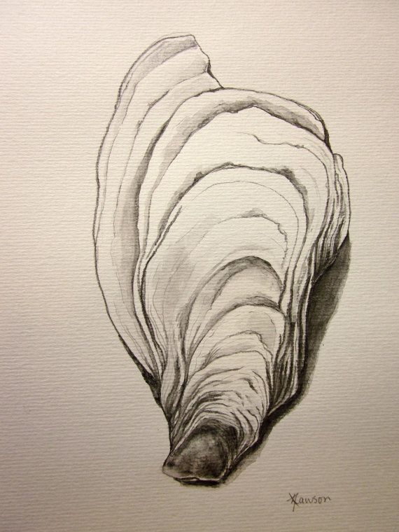 570x760 i love these oyster shells! for my unique drawing i used a water - Oyster Drawing