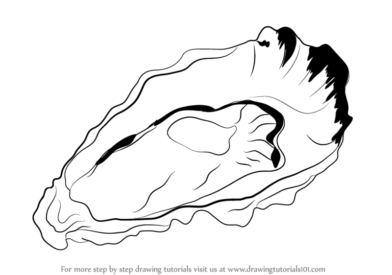 800x562 learn how to draw an oyster - Oyster Drawing