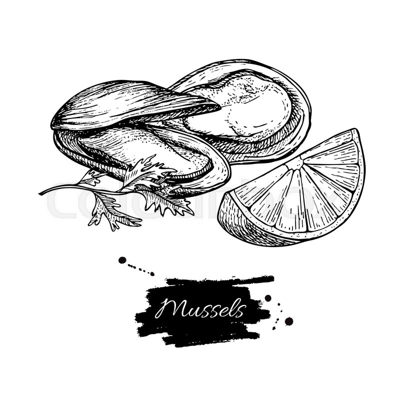 800x800 mussel hand drawn vector illustration stock vector colourbox - Oyster Drawing
