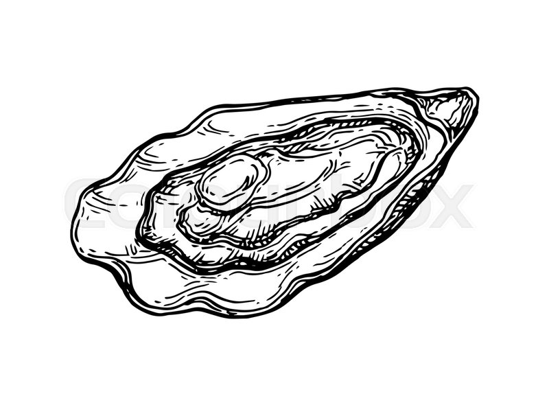 800x590 oyster ink sketch isolated on white stock vector colourbox - Oyster Drawing