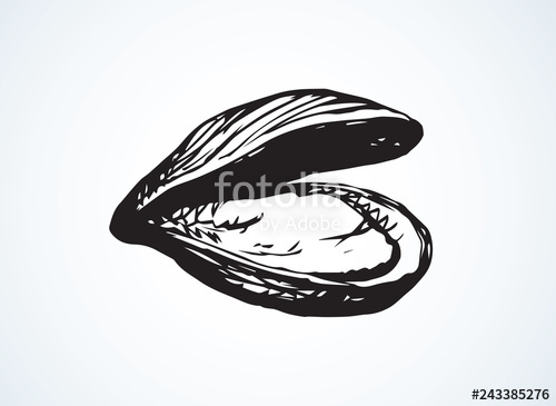 500x365 oyster vector drawing stock image and royalty free vector - Oyster Drawing