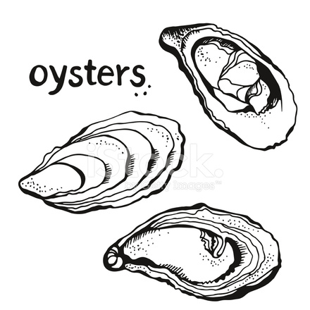 440x440 Oysters Drawing Stock Vector - Oyster Drawing