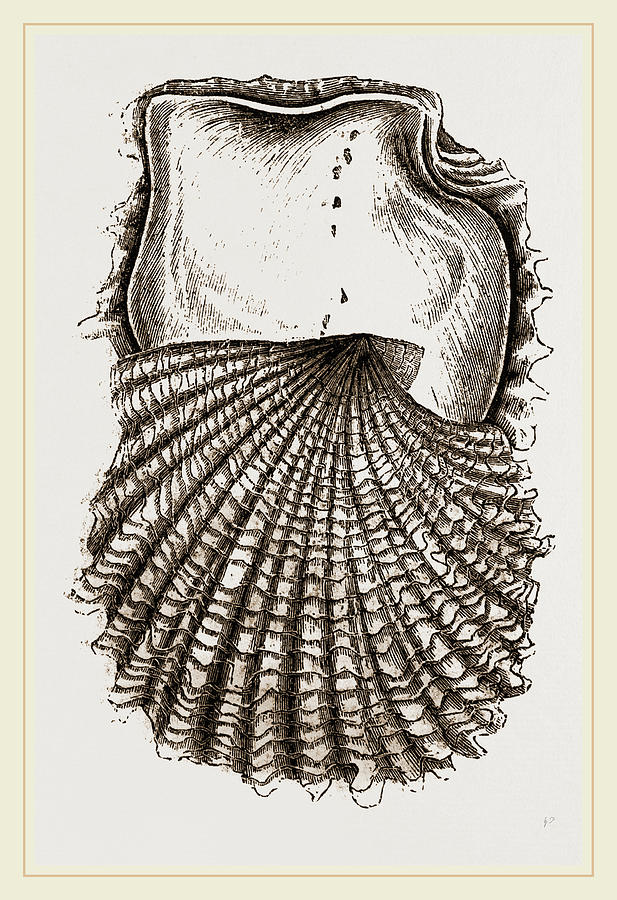 617x900 pearl oyster young drawing - Oyster Drawing