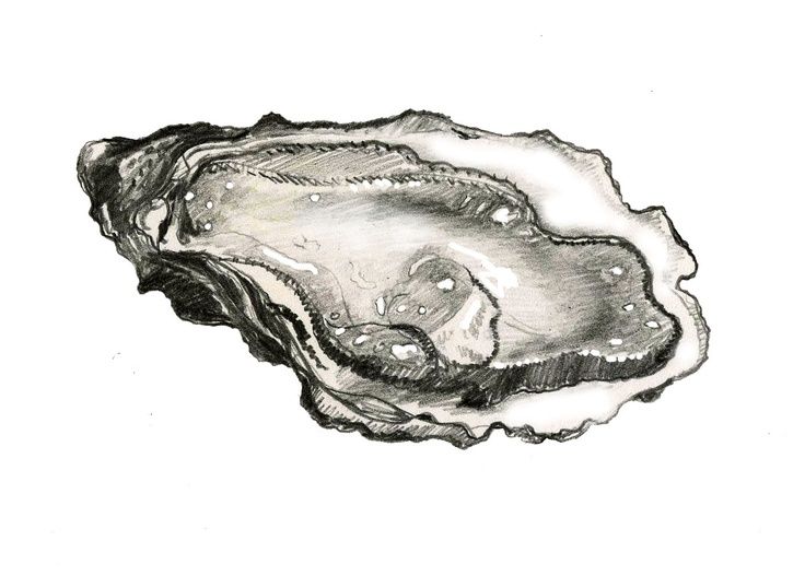 736x527 heart of the bay to remember in art, pearl tattoo, oyster - Oyster Drawing