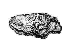 275x183 oyster illustration print ideas fish art, oysters, artwork - Oyster Drawing