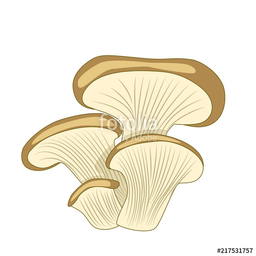 500x500 cartoon oyster mushroom isolated on white background stock image - Oyster Drawing Cartoon