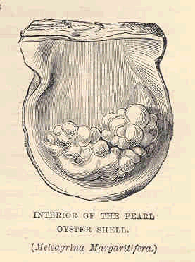 277x371 filefmib interior of the pearl oyster shell - Oyster Pearl Drawing