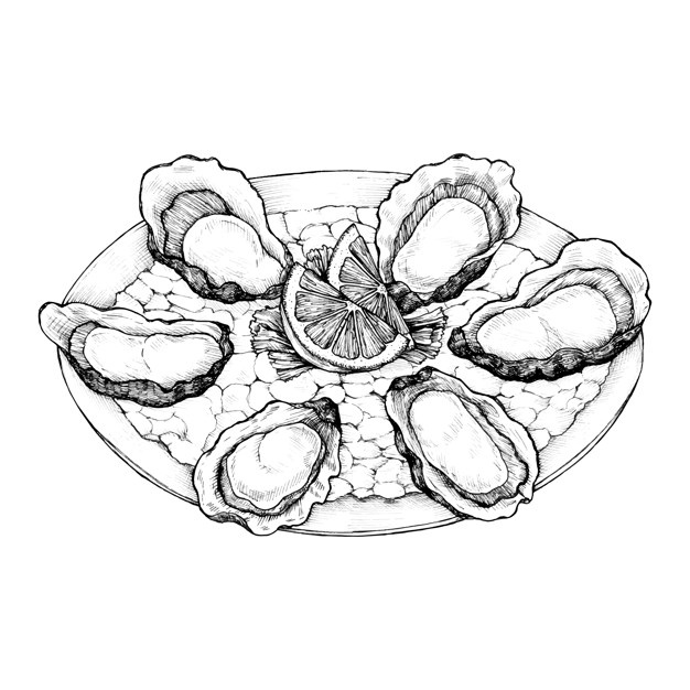 626x626 oyster vectors, photos and free download - Oyster Pearl Drawing