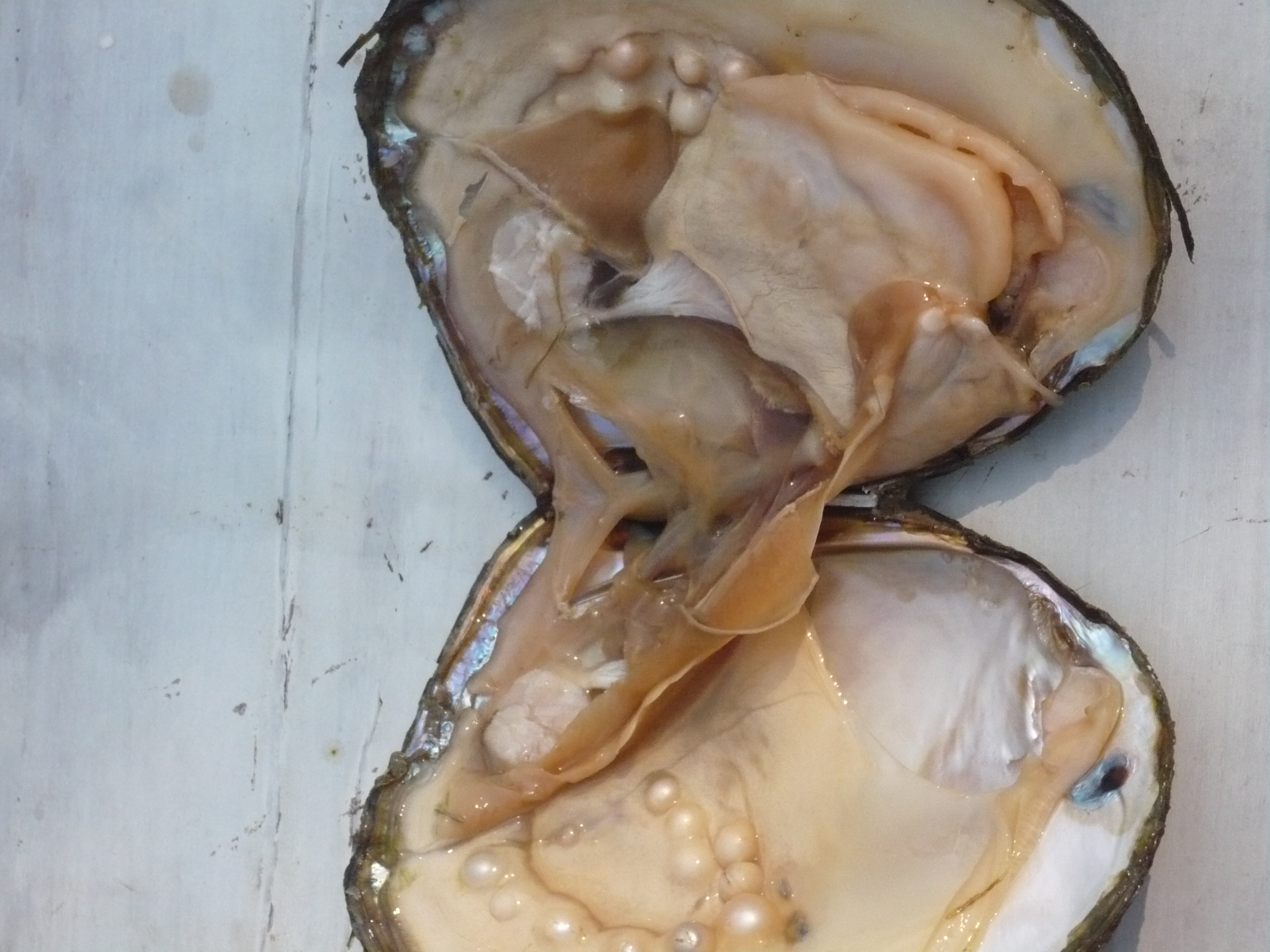 3072x2304 oysters mollusks pearls, oh my! karlamickeydee - Oyster Pearl Drawing