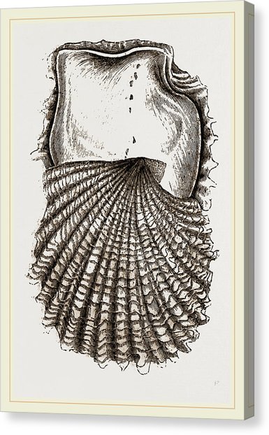 385x622 pearl oyster young drawing - Oyster Pearl Drawing