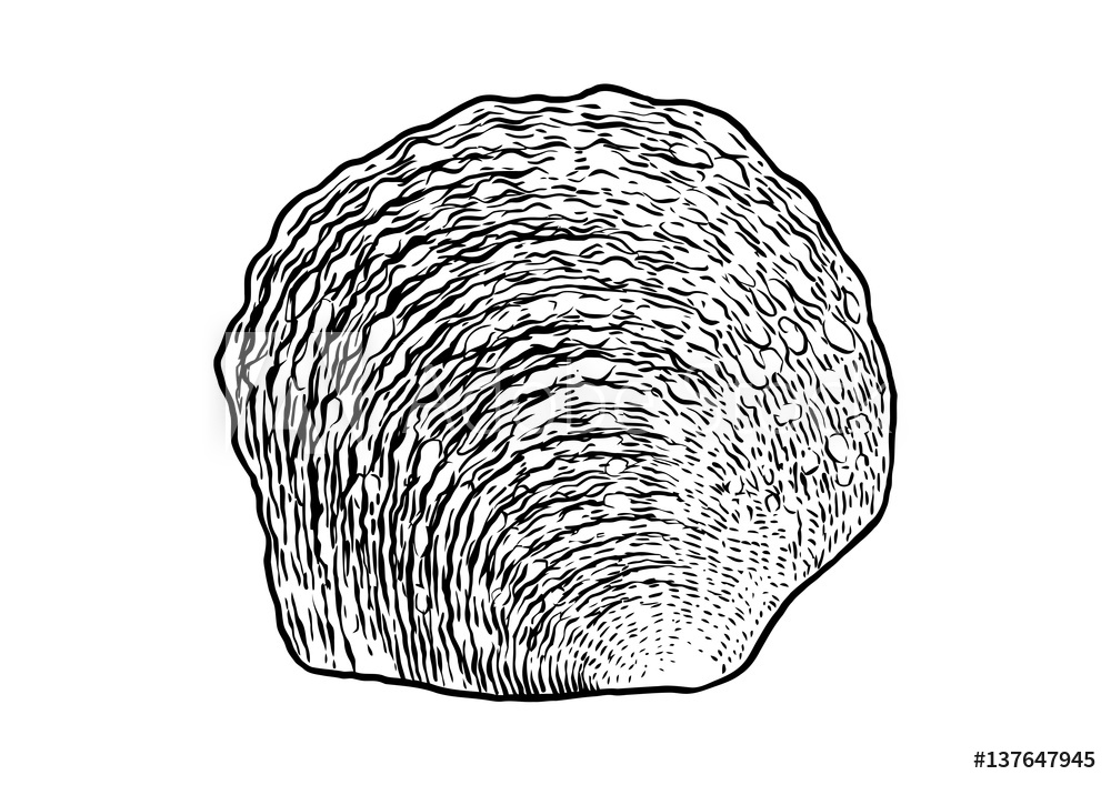 1000x707 photo art print pearl oyster shell illustration, drawing - Oyster Pearl Drawing