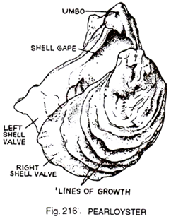 242x310 structure of pearl oysters - Oyster Pearl Drawing