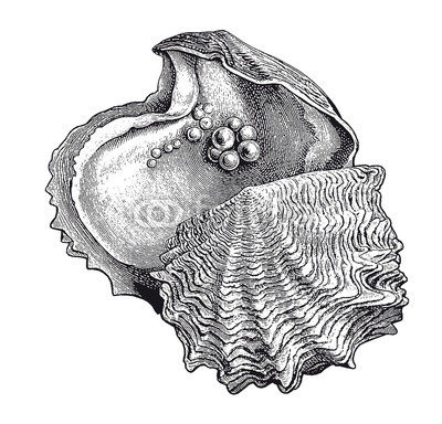 400x384 vector high detail oyster pearl engraving buy photos ap images - Oyster Pearl Drawing