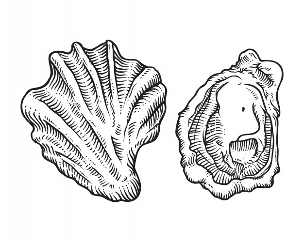 626x500 Hand Drawn Sketch Oyster Shell Illustration Vector Premium Download - Oyster Shell Drawing