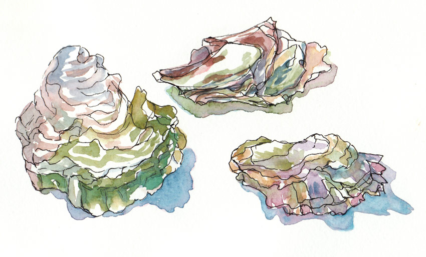 850x513 hog island oyster shells using gouache like watercolor jana - Oyster Shell Drawing