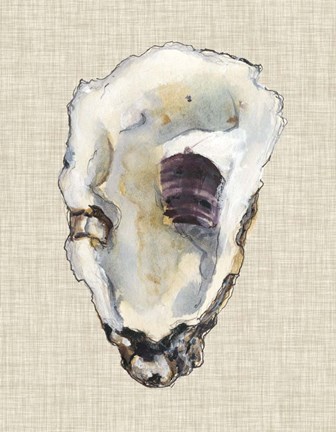 336x432 Oyster Shell Study Iii Fine Art Print - Oyster Shell Drawing