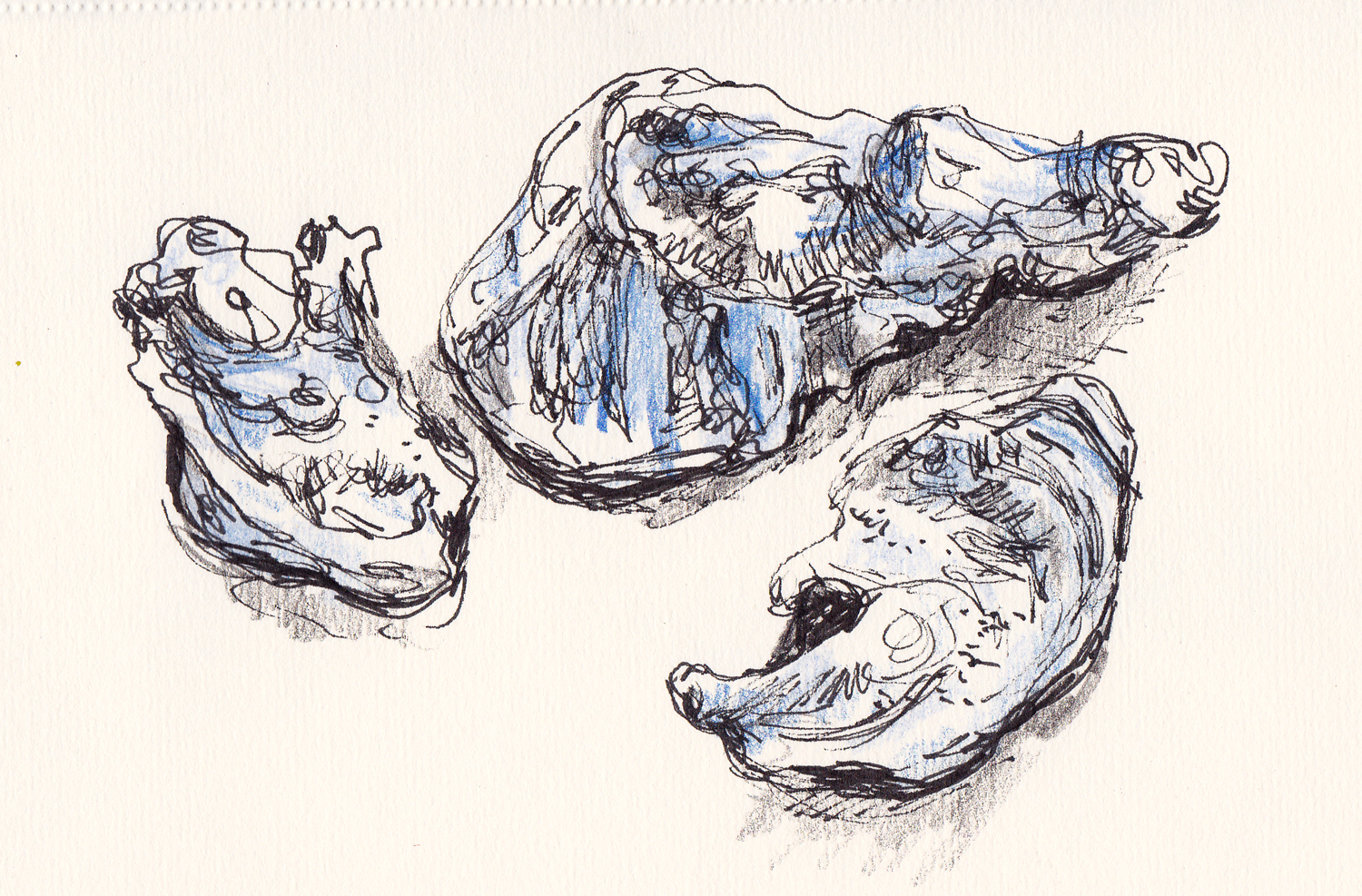1500x987 Oyster Shells Method Two Madness - Oyster Shell Drawing