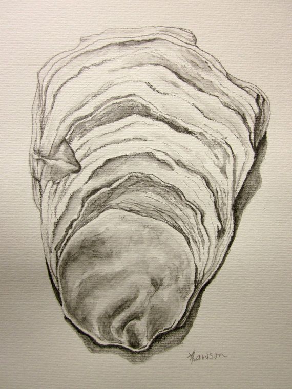 570x760 Oyster Shell - Oyster Shell Drawing