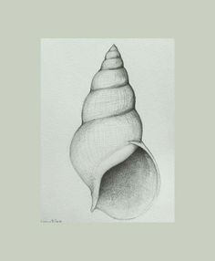 Oyster Shell Drawing At Paintingvalley.com 