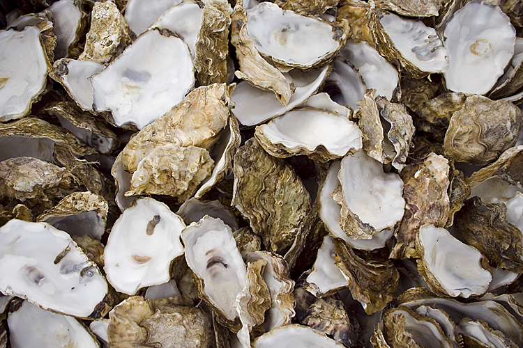 750x500 chesapeake bay celebrates record breaking year for shell recycling - Oyster Shell Drawing