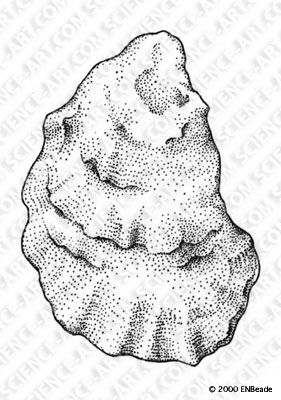 281x400 Common Oyster Shell Drawing - Oyster Shell Drawing