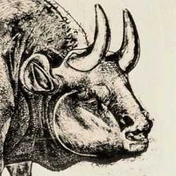 250x250 Animals In Art - Pablo Picasso Bull Drawing