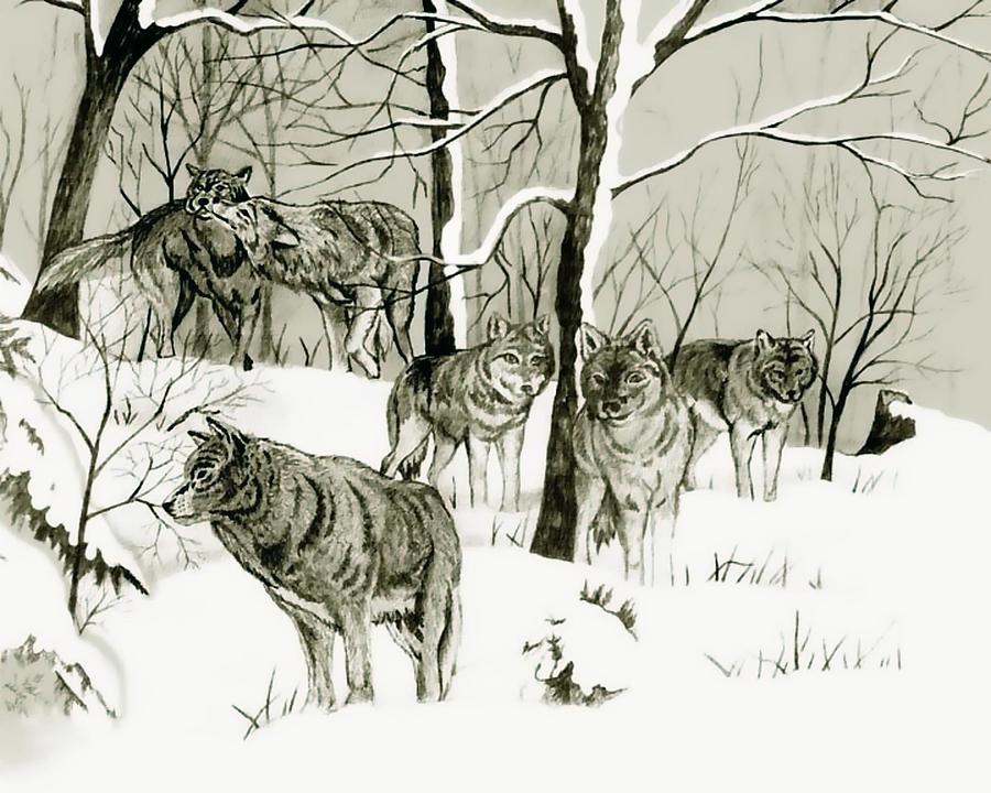 900x720 timber wolf pack drawing - Pack Drawing