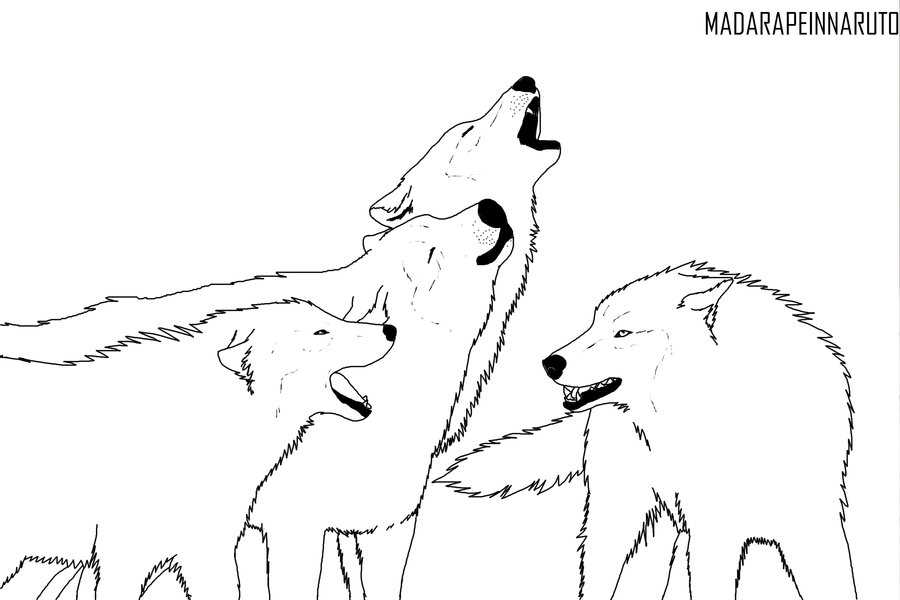 900x600 fox drawing pack for free download - Pack Drawing