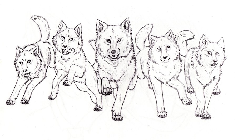 900x533 husky drawing pack for free download - Pack Drawing