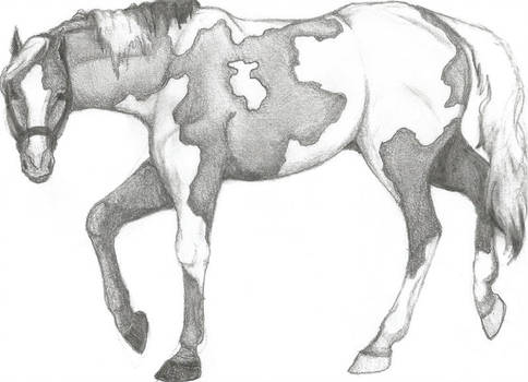 484x350 horse american paint horse - Paint Horse Drawing